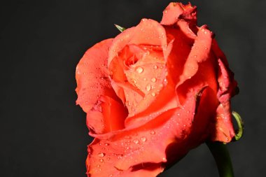 Güzel parlak gül çiçeği, kapat