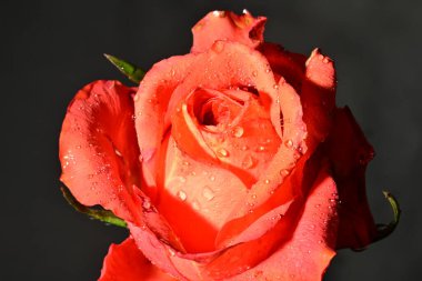 Güzel parlak gül çiçeği, kapat