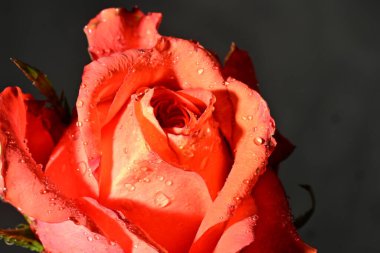 Güzel parlak gül çiçeği, kapat