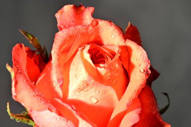 Güzel parlak gül çiçeği, kapat