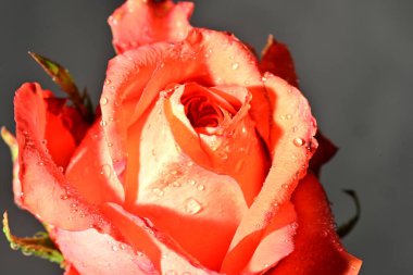 Güzel parlak gül çiçeği, kapat