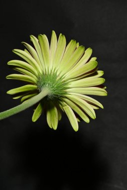 Güzel parlak çiçek, kapat