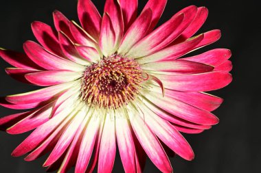 Güzel parlak çiçek, kapat