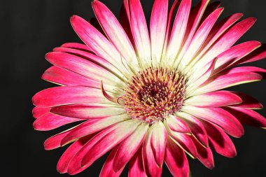 Güzel parlak çiçek, kapat