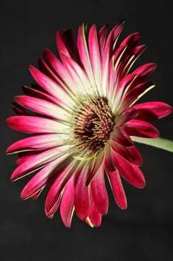 Güzel parlak çiçek, kapat