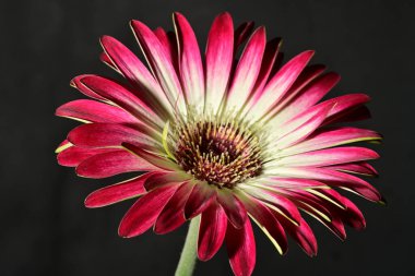 Güzel parlak çiçek, kapat