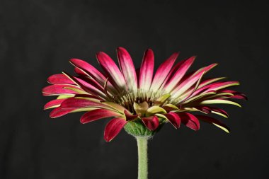 Güzel parlak çiçek, kapat