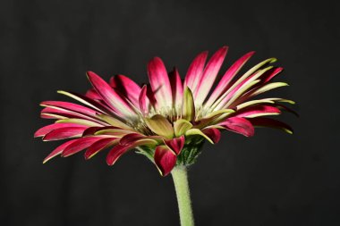 Güzel parlak çiçek, kapat