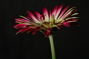 Güzel parlak çiçek, kapat