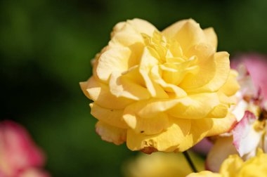 Güzel parlak gül çiçeği, kapat