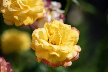 Bahçede açan güzel çiçekler, yakın.