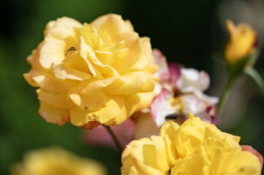 Bahçede açan güzel çiçekler, yakın.