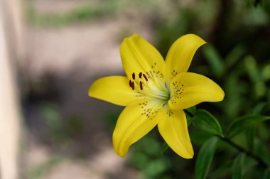 Güzel, parlak çiçek açıyor, kapat.