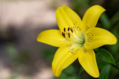 Güzel, parlak çiçek açıyor, kapat.