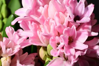 güzel parlak çiçekler çiçeklenme, yakın