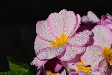 güzel parlak çiçekler çiçeklenme, yakın