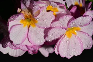 güzel parlak çiçekler çiçeklenme, yakın