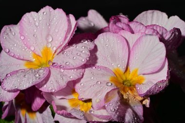 güzel parlak çiçekler çiçeklenme, yakın