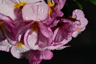 güzel parlak çiçekler çiçeklenme, yakın