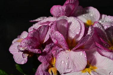 güzel parlak çiçekler çiçeklenme, yakın