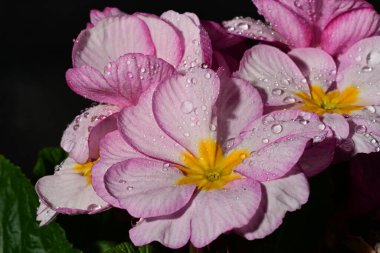 güzel parlak çiçekler çiçeklenme, yakın