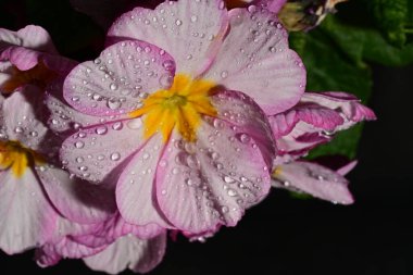 güzel parlak çiçekler çiçeklenme, yakın