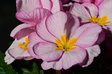 güzel parlak çiçekler çiçeklenme, yakın