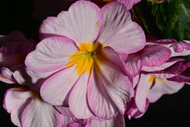 güzel parlak çiçekler çiçeklenme, yakın