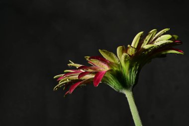 Koyu arkaplanda güzel parlak bir çiçek 