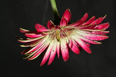 Koyu arkaplanda güzel parlak bir çiçek 