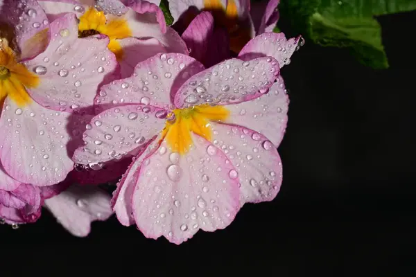 güzel parlak çiçekler çiçeklenme, yakın