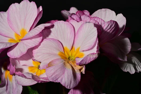 güzel parlak çiçekler çiçeklenme, yakın