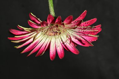 Koyu arkaplanda güzel parlak bir çiçek 