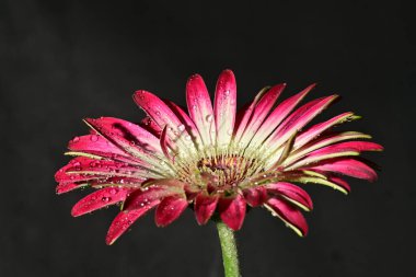 Güzel parlak çiçek, kapat