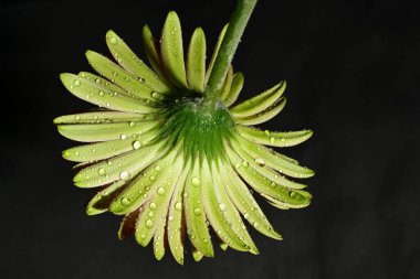 Güzel parlak çiçek, kapat