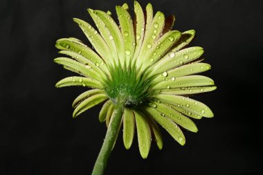 Güzel parlak çiçek, kapat