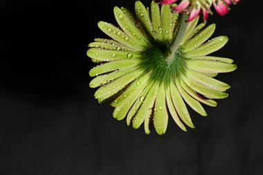 Güzel parlak çiçek, kapat