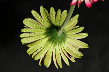 Güzel parlak çiçek, kapat