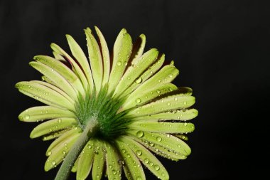 Güzel parlak çiçek, kapat