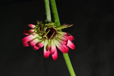 Güzel parlak çiçek, kapat