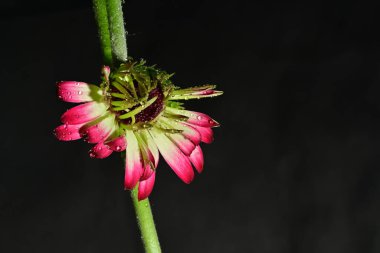 Güzel parlak çiçek, kapat