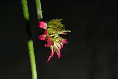 Koyu arkaplanda güzel parlak bir çiçek 