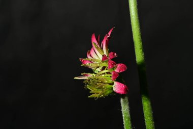 Koyu arkaplanda güzel parlak bir çiçek 