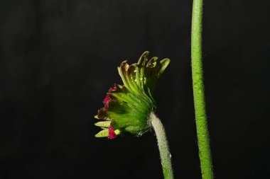 Koyu arkaplanda güzel parlak bir çiçek 