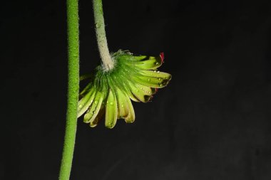 Koyu arkaplanda güzel parlak bir çiçek 