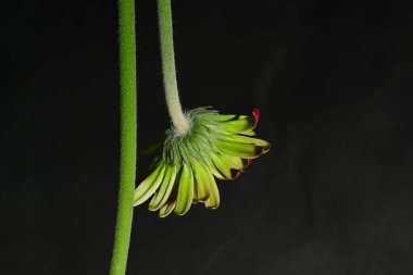 Koyu arkaplanda güzel parlak bir çiçek 