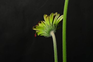 Koyu arkaplanda güzel parlak bir çiçek 