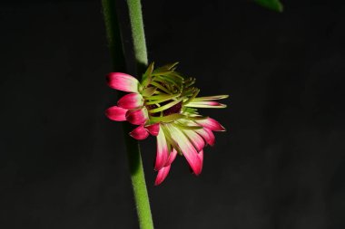 Koyu arkaplanda güzel parlak bir çiçek 