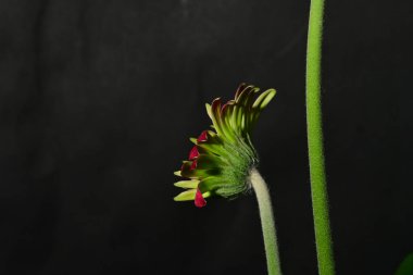 Koyu arkaplanda güzel parlak bir çiçek 