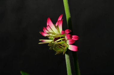 Koyu arkaplanda güzel parlak bir çiçek 